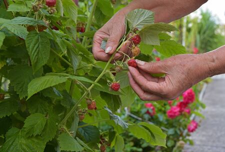 Old woman's hand harvested raspberriesの写真素材
