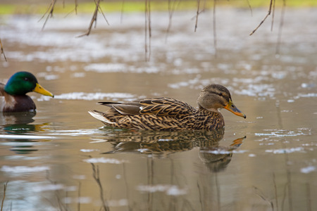 Duck wild male and female swim on the lakeの写真素材