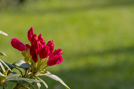 Red rhododendron flower and green backgroundの写真素材