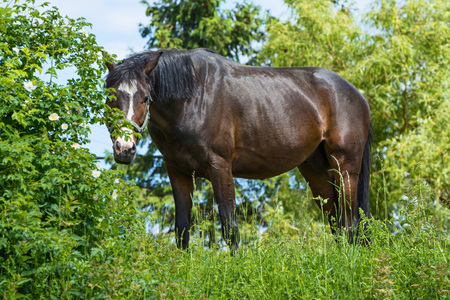 beautiful brown horse in high green grassの写真素材