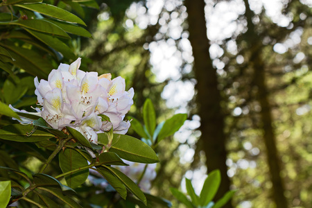 white flowers of rhododendron and green leavesの写真素材