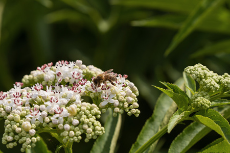 bee pollinates a big white flowerの写真素材