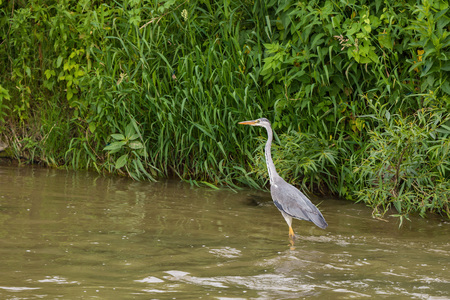Heron stands in a river and hunts fishの写真素材