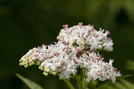 bee pollinates a big white flowerの写真素材