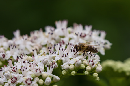 bee pollinates a big white flower