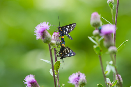 two black butterflies are connected on a flower thistleの写真素材