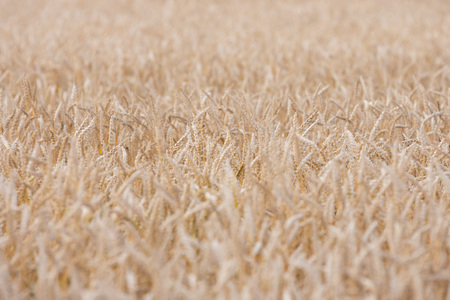 ripening grain of ears in the fieldの写真素材