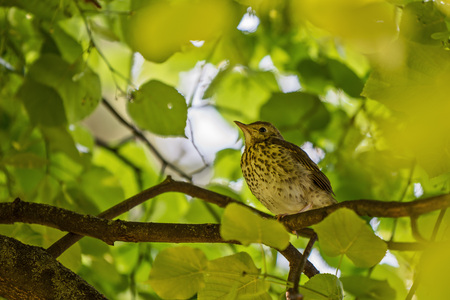 young thrush sitting on a branch of the treeの写真素材