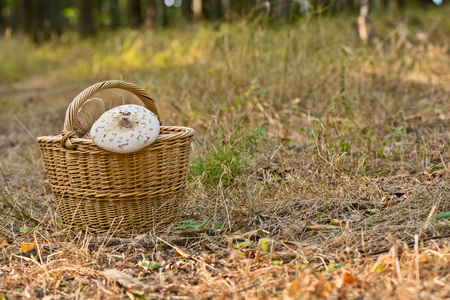 wicker basket full of mushrooms in the forest on the grassの写真素材