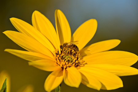 one large yellow flower and a bee on itの写真素材