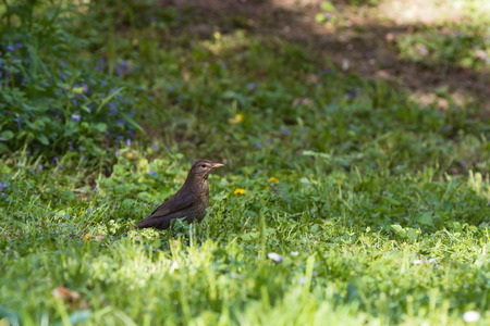 thrush sitting in green grassの写真素材