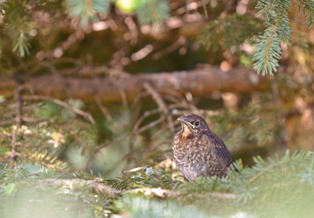 young thrush sitting in a tree crownの写真素材