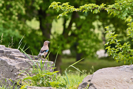 jay-bird Garrulus glandarius sitting on a stone in the grassの写真素材