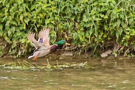 male mallard duck flying over the riverの写真素材