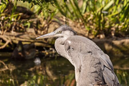 Heron water bird with an injured wing at the lakesideの写真素材