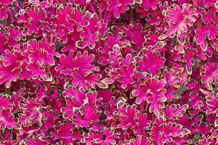 A lot of pink leaves with yellow edges as backgroundの写真素材