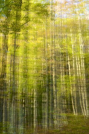 Movement in the autumn forest