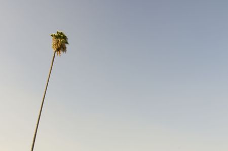 slender palm against a clear sky full in Merced; California; Usaの写真素材