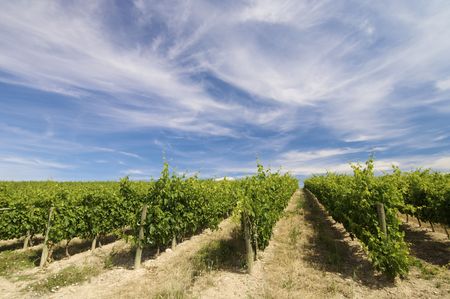 vineyard with clouds in Rioja, Spain vineyard with clouds in Rioja, Spain