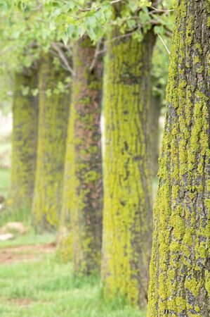 lined trees with lichen in the vicinity of Lake Gallocanta
