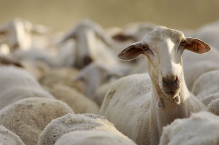 sheep standing out among the herdの写真素材