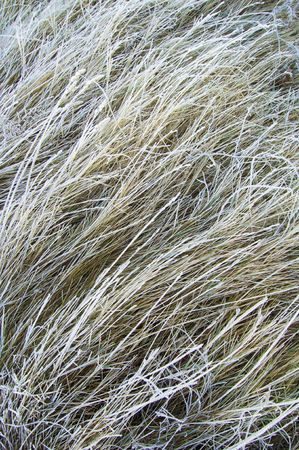 abstract image of a meadow of grass frostの写真素材