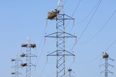 stork nest on a power lineの写真素材