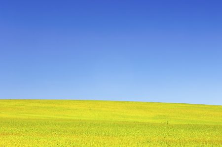 green grass and blue sky