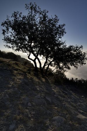 backlit oak a cold winter morningの写真素材