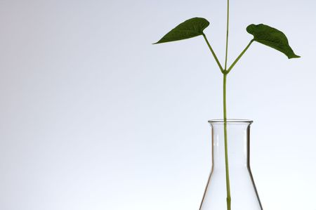 plant growing in a laboratory flask with a white backgroundの写真素材
