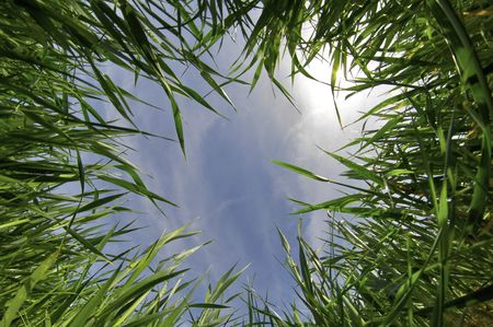 vision of an ant in a meadowの写真素材