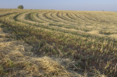 Cereal crop field mowed and ready for the fallowの写真素材