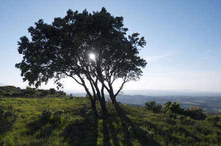 silhouette of  a lone oak with clear sky