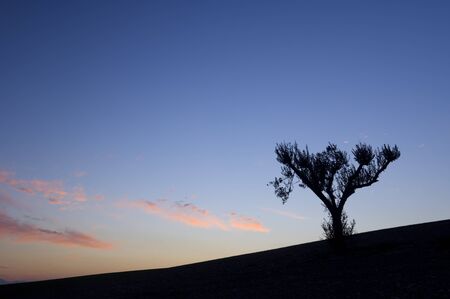 silhouette  of a lone tree in  a colorful sunsetの写真素材