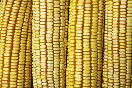 Given a set of ears lined drying upの写真素材