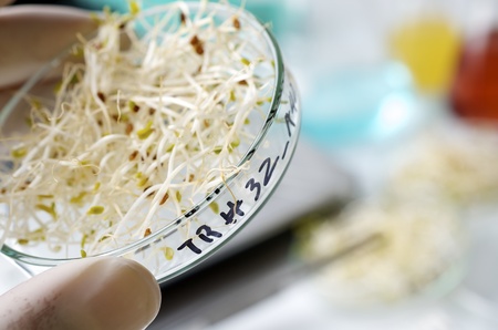 transgenic  food inspection in the laboratory of biotechnologyの写真素材