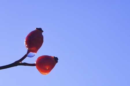 red fruit with water droplets backlit in Moncayo Natural Park, Saragossa, Aragon, Spainの写真素材