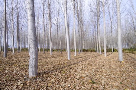 view of a winter forest tree-lined