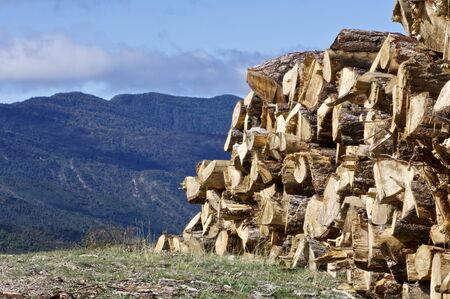 group of pine logs cut in the Pyrenees