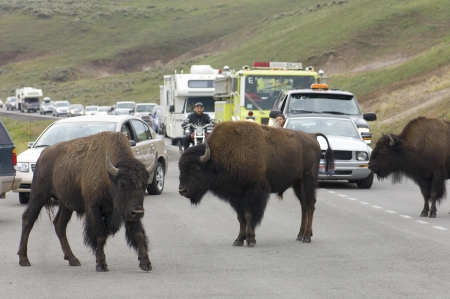 Yellowstone, Usa - August 18, 2007: jam on the highway due to the presence of bison. The roadkills of bison pose a serious problem in the park, every year several bison killed by vehicle violations.のeditorial素材