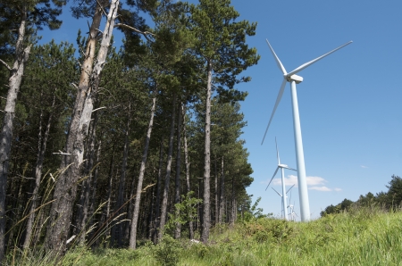 group of windmills for renewable electric energy production and pine forest