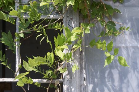 foreground of ivy on an old wooden window