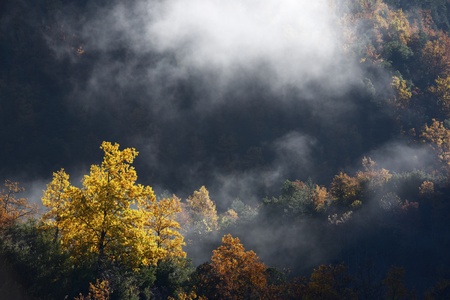 Autumnal forest in the valley of Anisclo, Ordesa National Park, Pyrenees, Huesca, Aragon, Spain