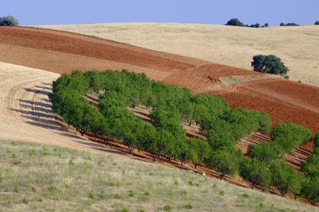 view of a plowed field in the province of Zaragoza, Aragon, Spainの写真素材