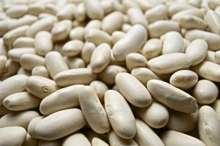 white haricot beans groupの写真素材