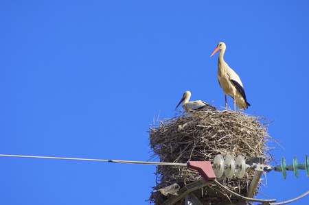 Stork in a high tension tower in saragossa, Aragon, Spain