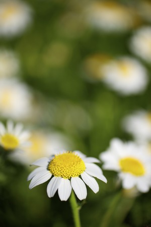 forefront of a field of daisies on a sunny dayの写真素材