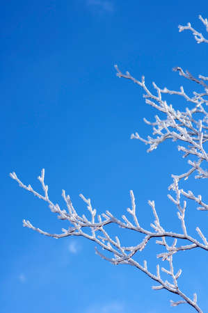 Frost on the branches of a tree in winterの写真素材
