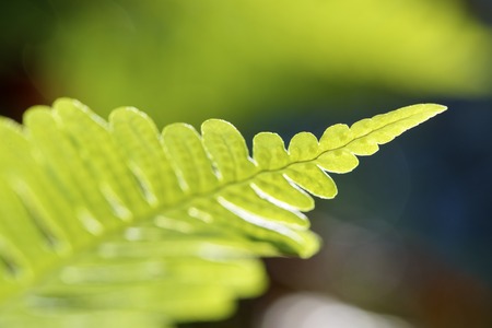 close-up of a fern, Ordesa National Park, Pyrenees, Huesca, Aragon, Spainの写真素材