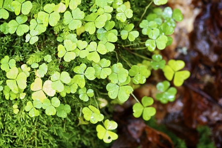 Clovers close up. Valley of Aspe, Pyrenees, Franceの写真素材